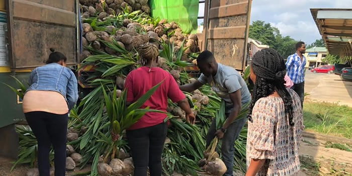 New Juaben South MCE hands over thousands of coconut seedlings to farmers 2022