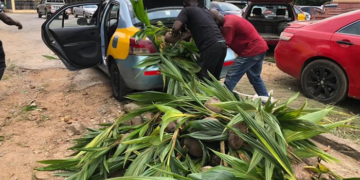 New Juaben South MCE hands over thousands of coconut seedlings to farmers 2022